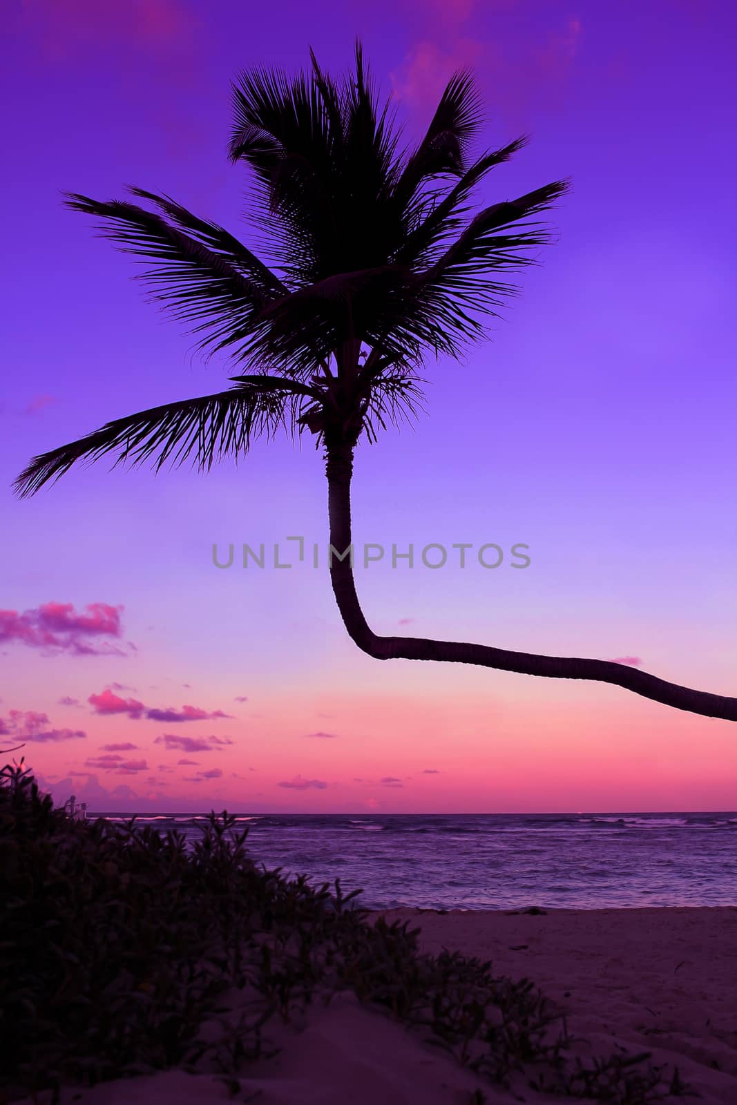 Palm silhouette on the beach during sunset