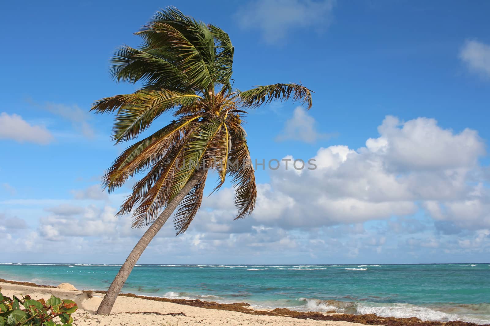 Beautiful single palm on quiet beach