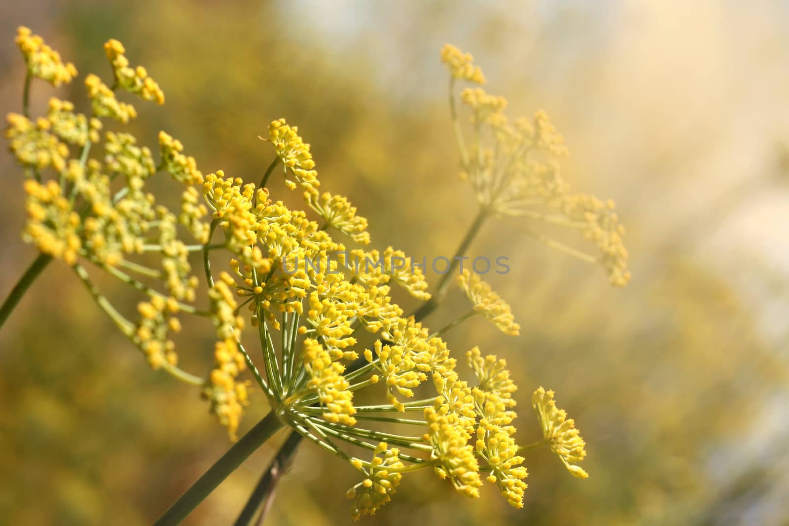 Yellow Dill by ziss