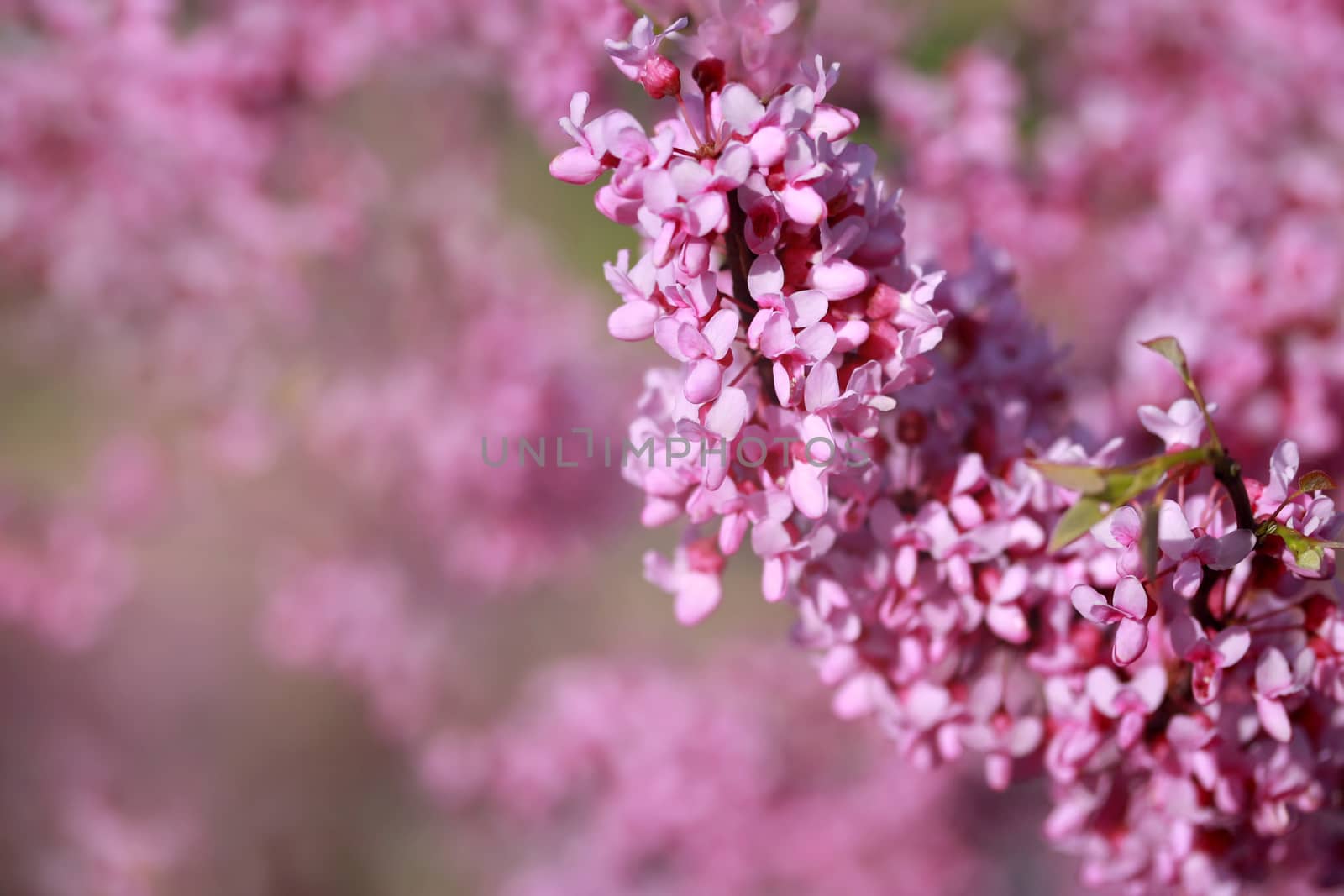 Beautiful pink blossoming flower background