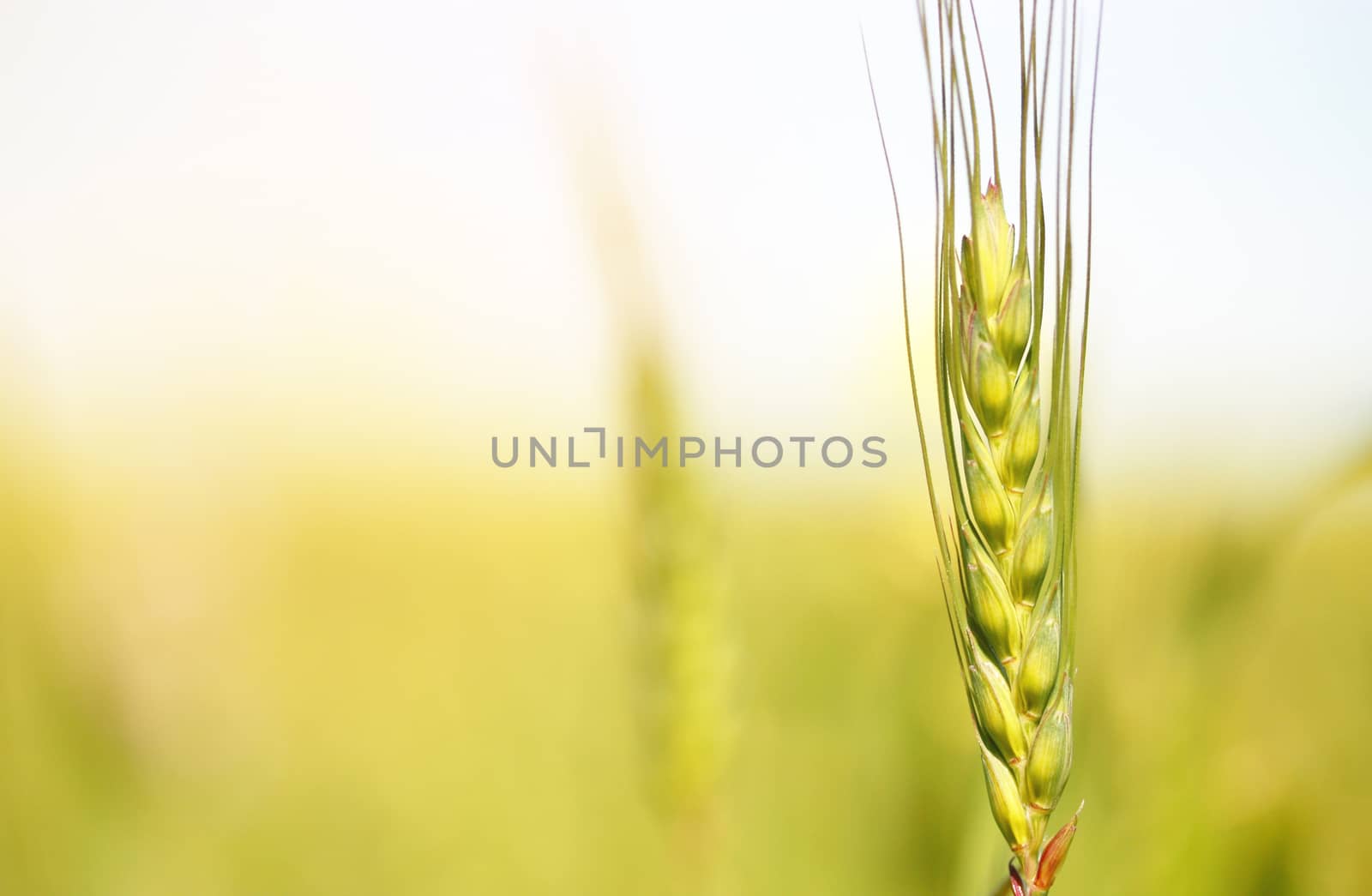 Young green wheat in the field