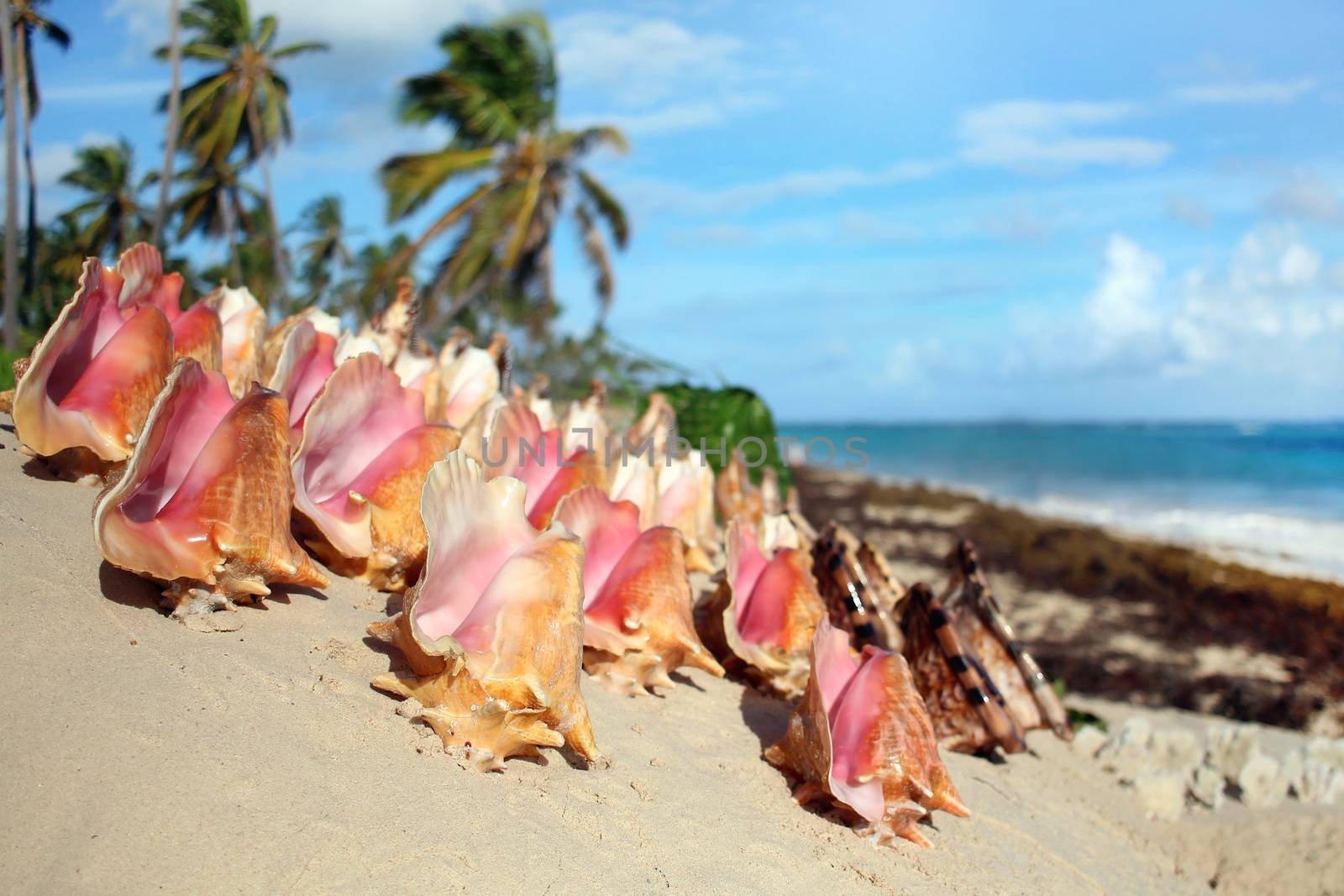 Beautiful seashells on wild beach
