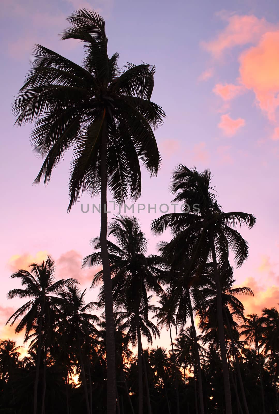 Silhouettes of beautiful palms on the beach during sunset