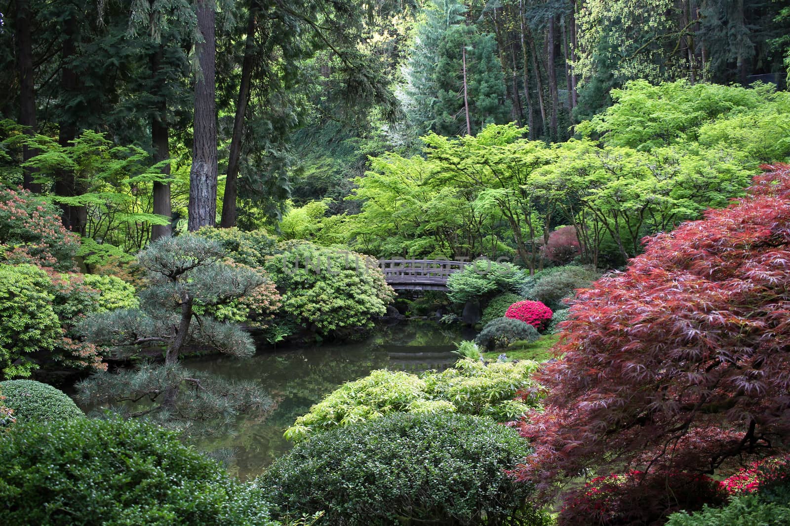 Japanese Garden by ziss