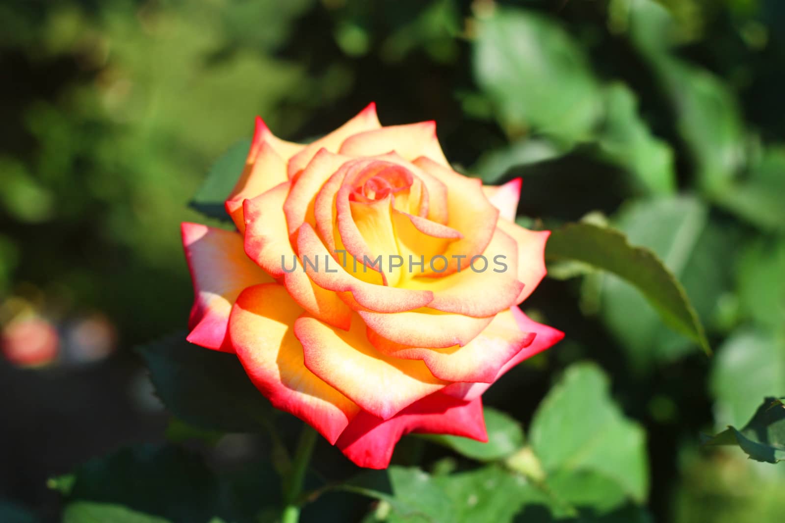 Beautiful Open Rose