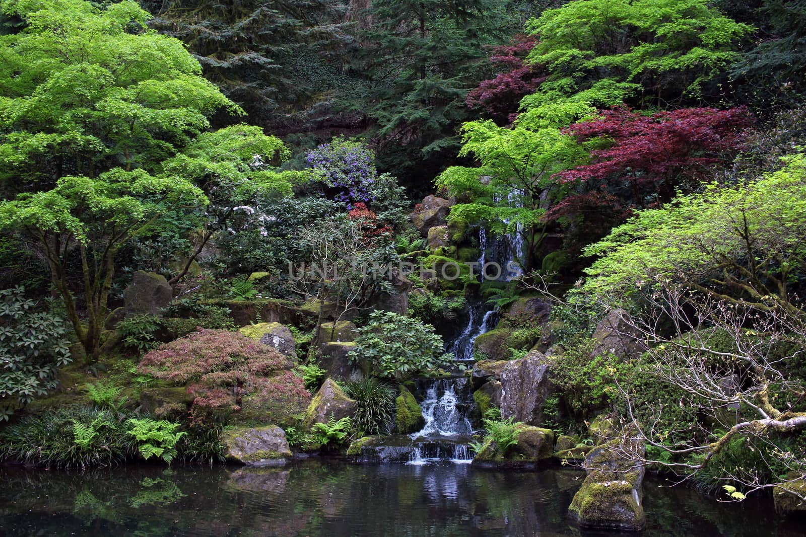 Japanese Garden by ziss
