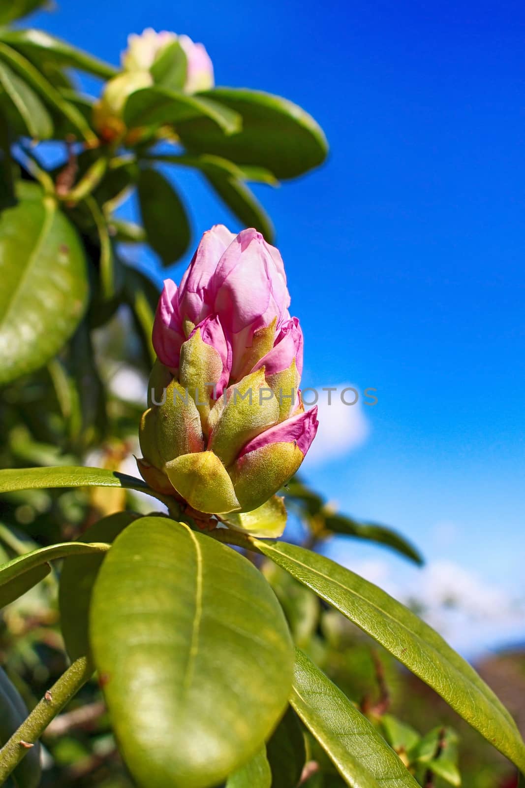 Magnolia bud during spring