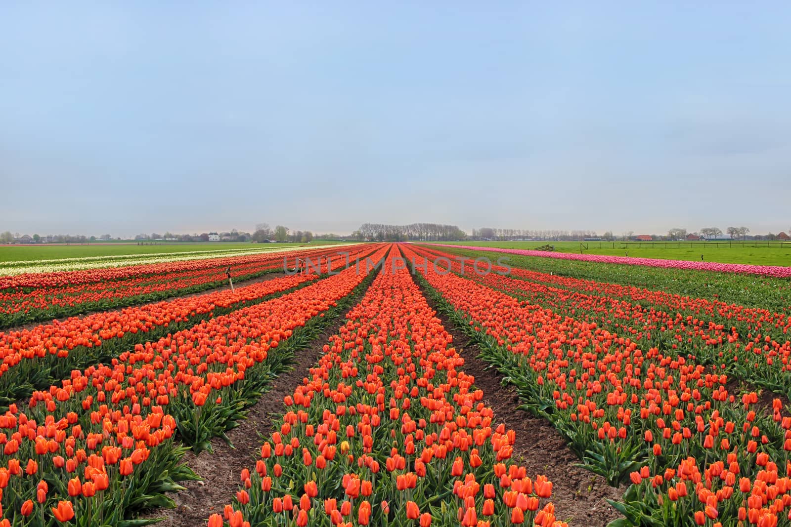 Colorful Tulip Field by ziss