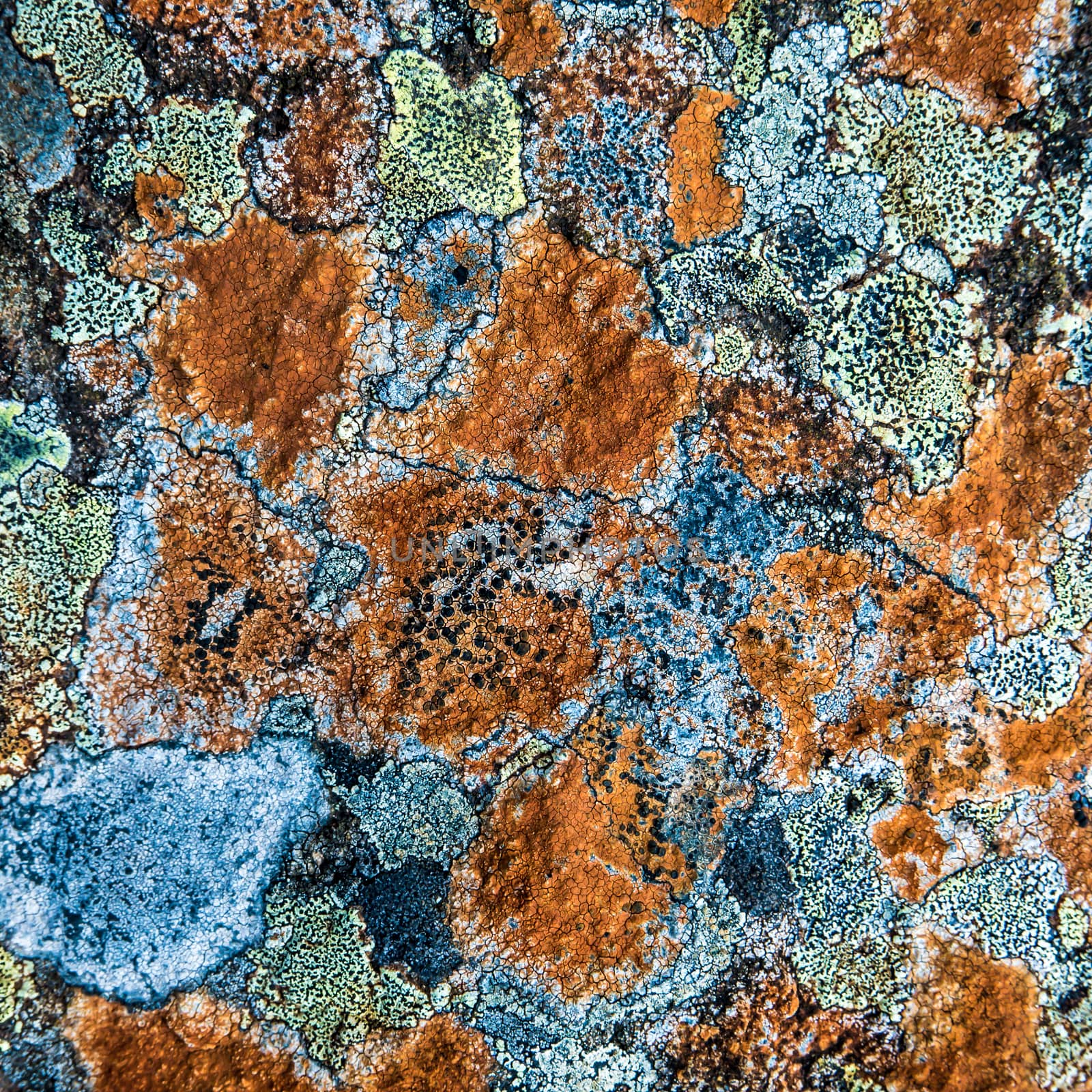 Multicolored Lichen by mrdoomits
