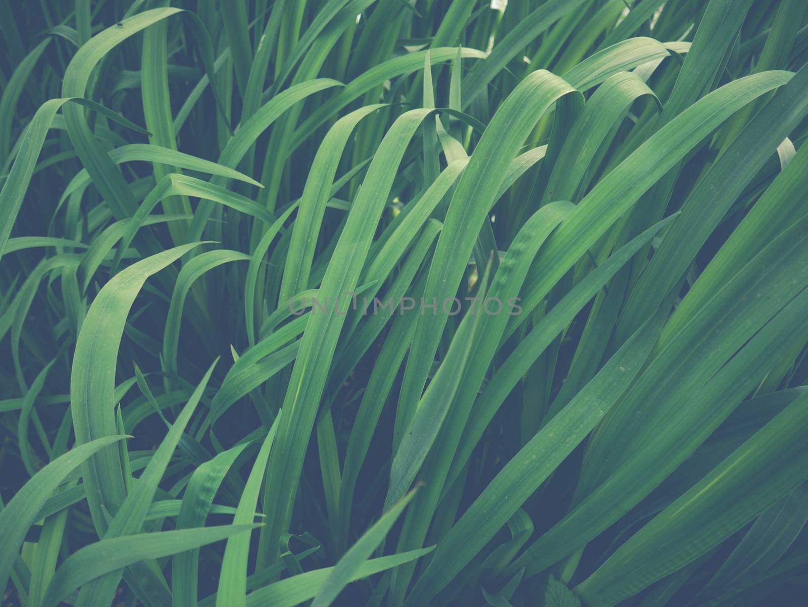Pastel Filter Image Of Tall Wetland Grass