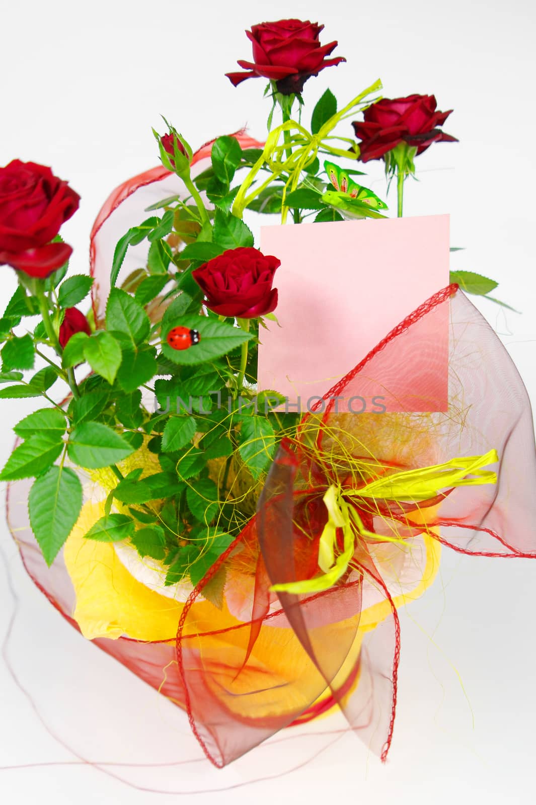 roses in flowerpot by zjyslav