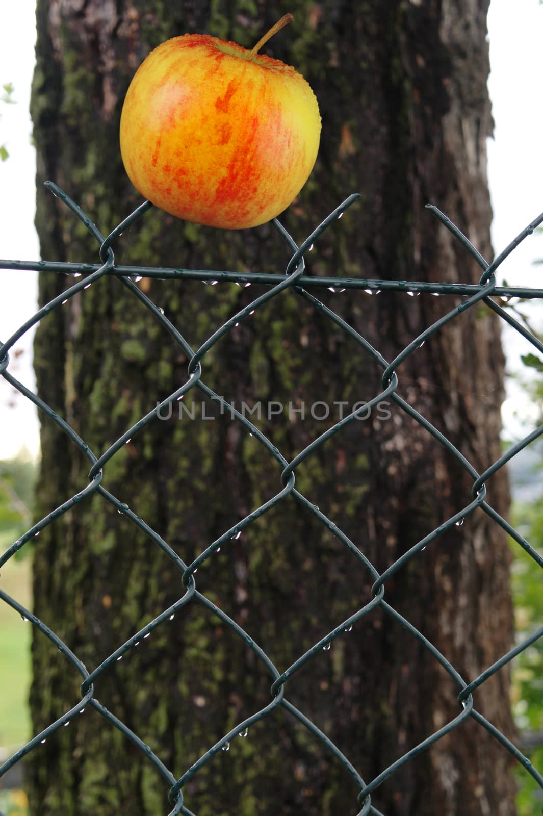 apple on a wire fence