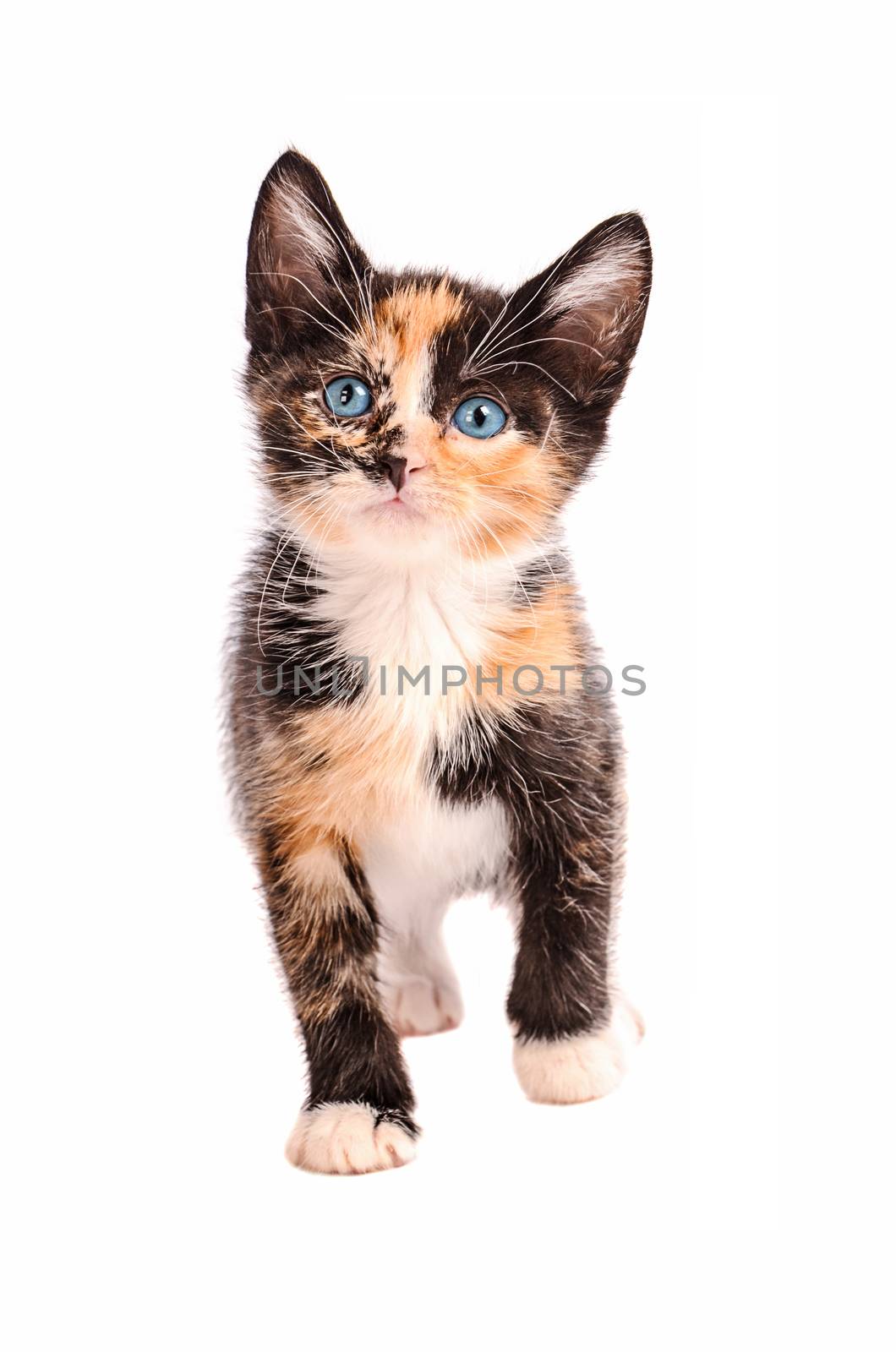 A calico kitten with blue eyes, standing on a white background