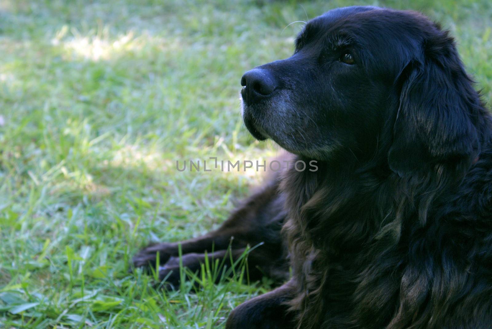 A black lab rests on the grassy lawn.