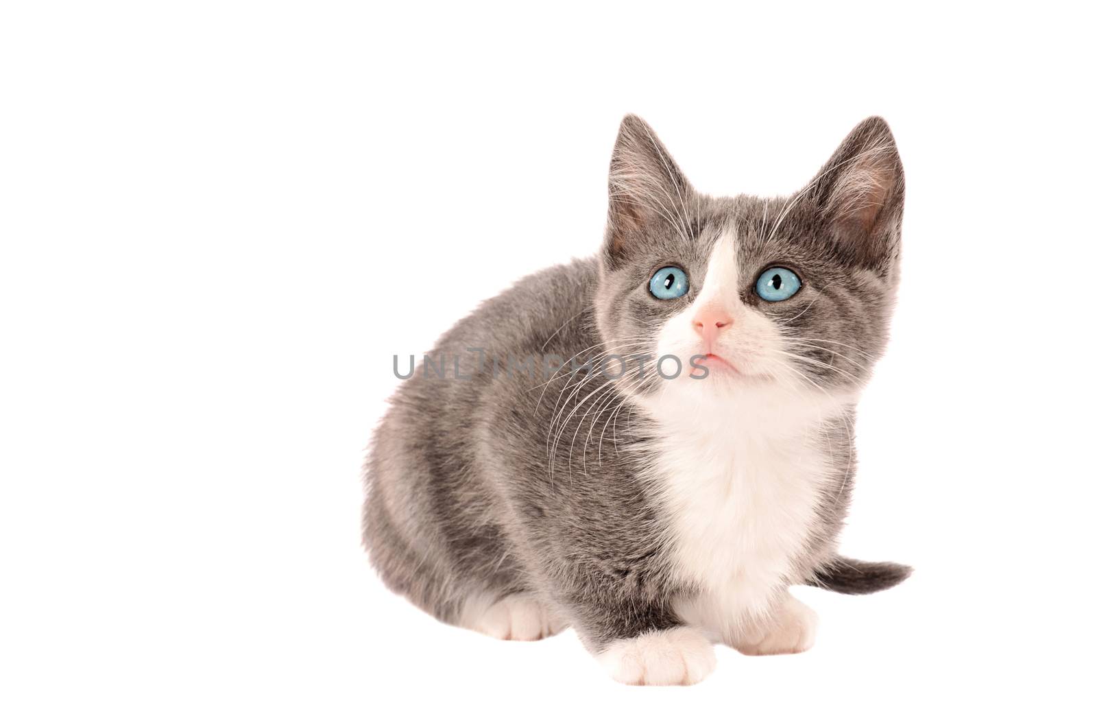 A white and grey kitten sitting a white background looking up