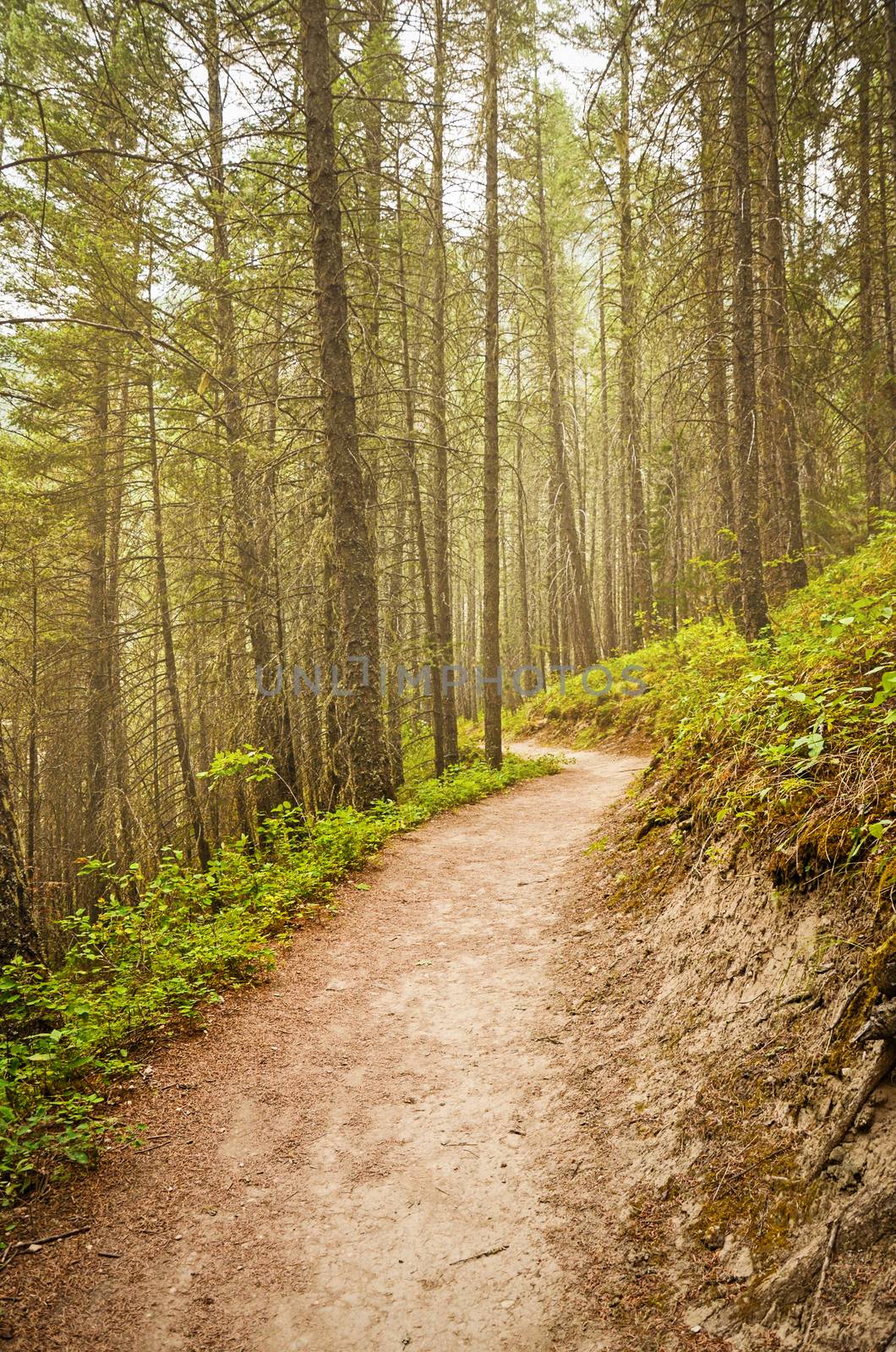 The Redstreak Hiking Trail in Kootenay National Park in the Canadian Rocky Mountains.