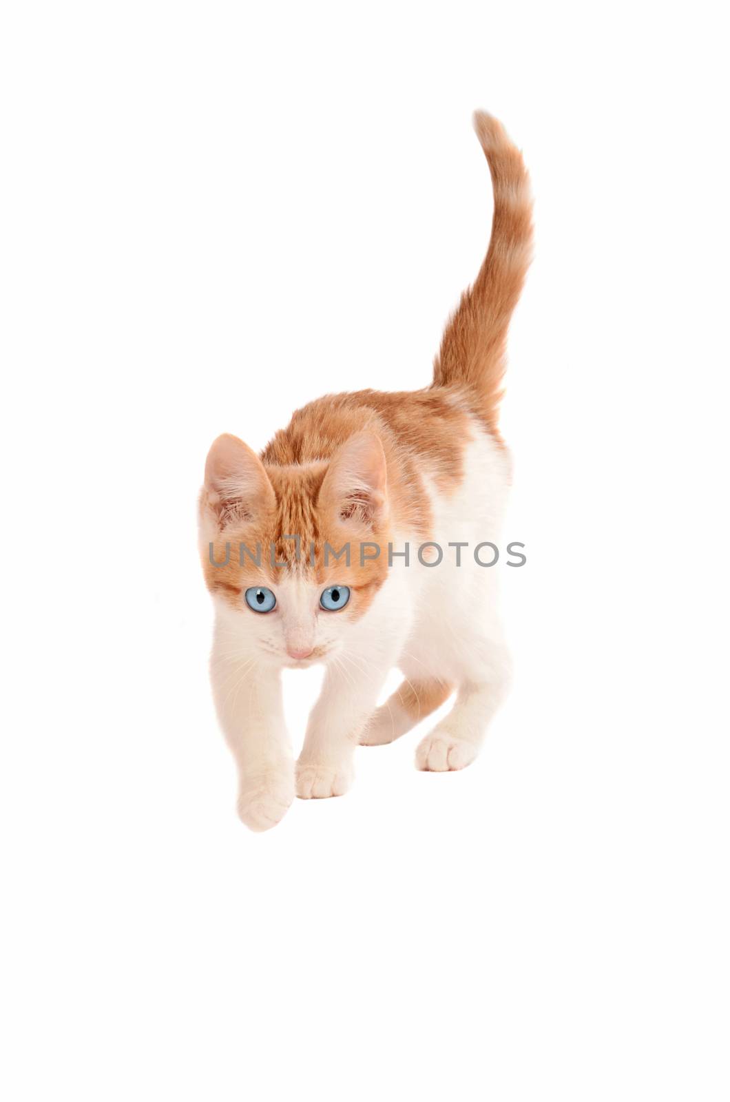 A white and orange kitten stalking or hunting on white