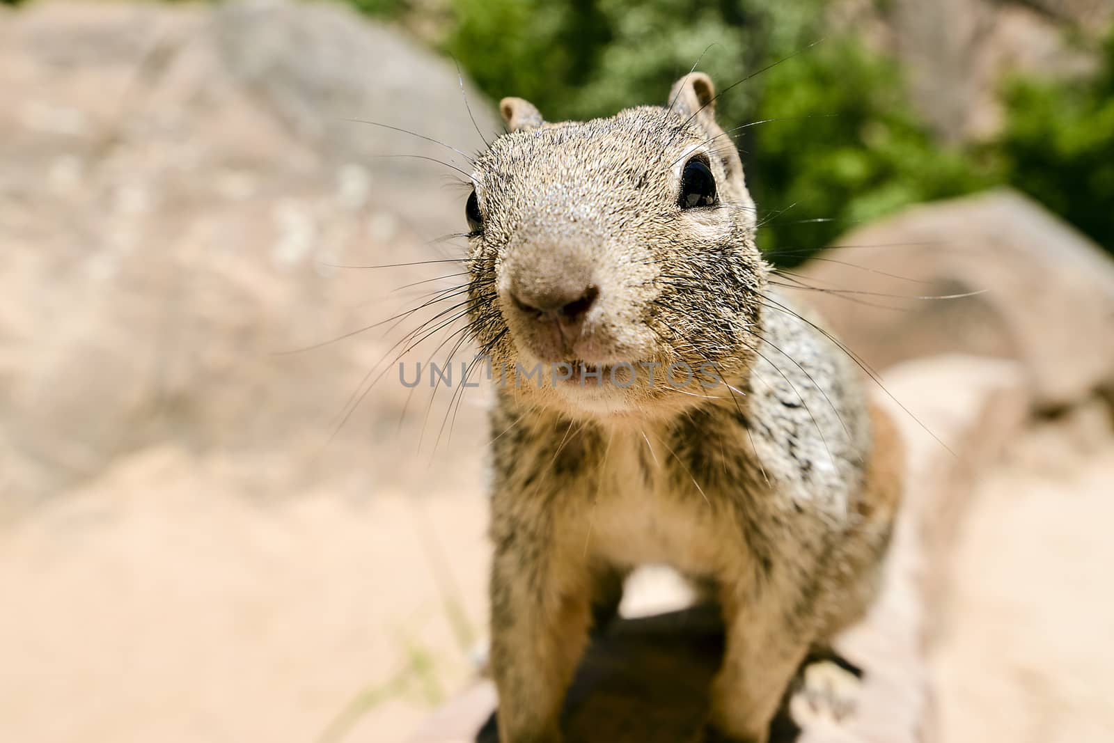 Close portrait of a cute "Uinta Ground Squirrel."