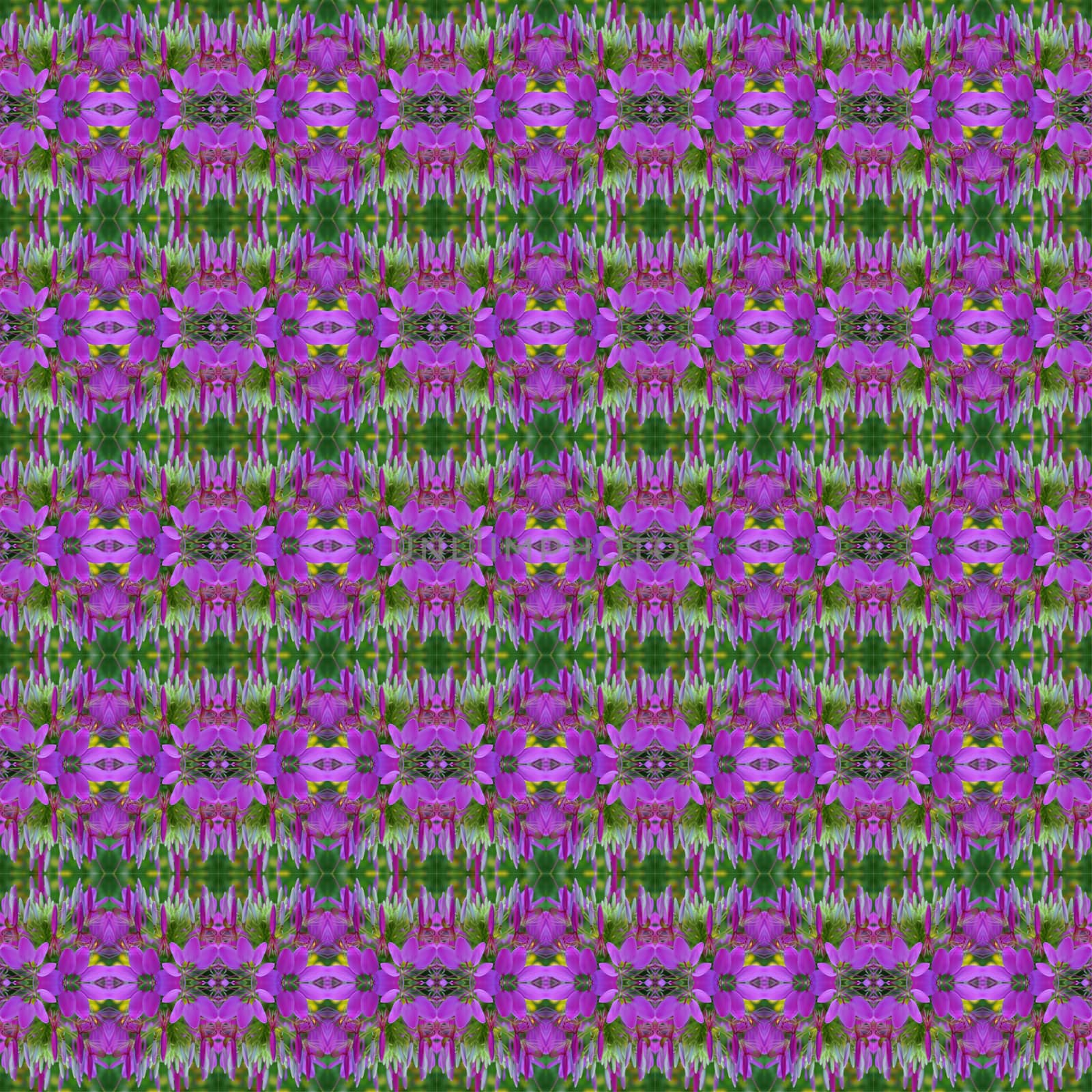 Violet spider flower or Cleome hassleriana plant seamless use as pattern and wallpaper.