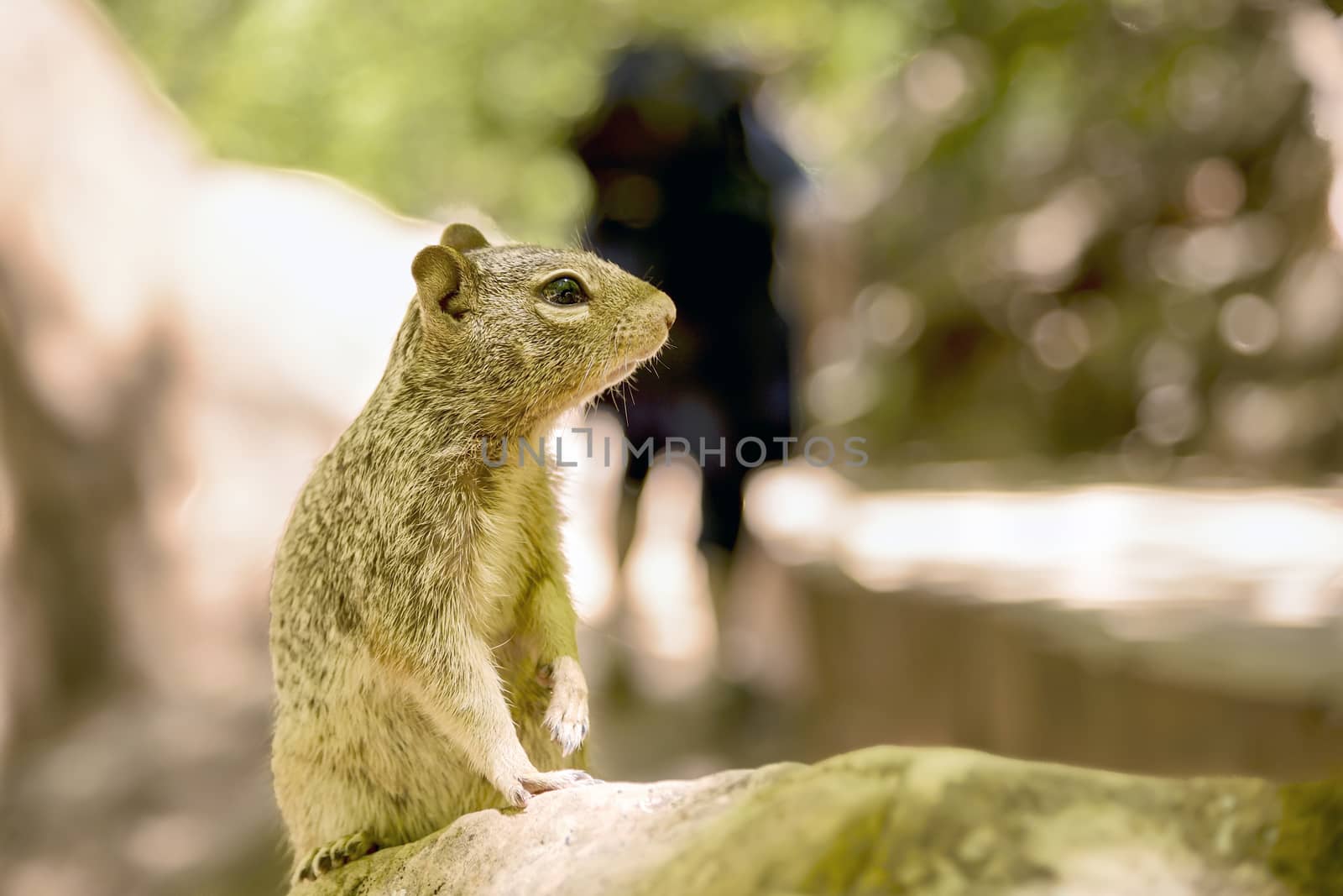 Close portrait of a cute "Uinta Ground Squirrel."