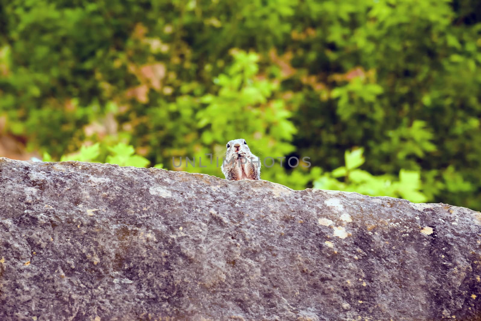 Close portrait of a cute "Uinta Ground Squirrel."
