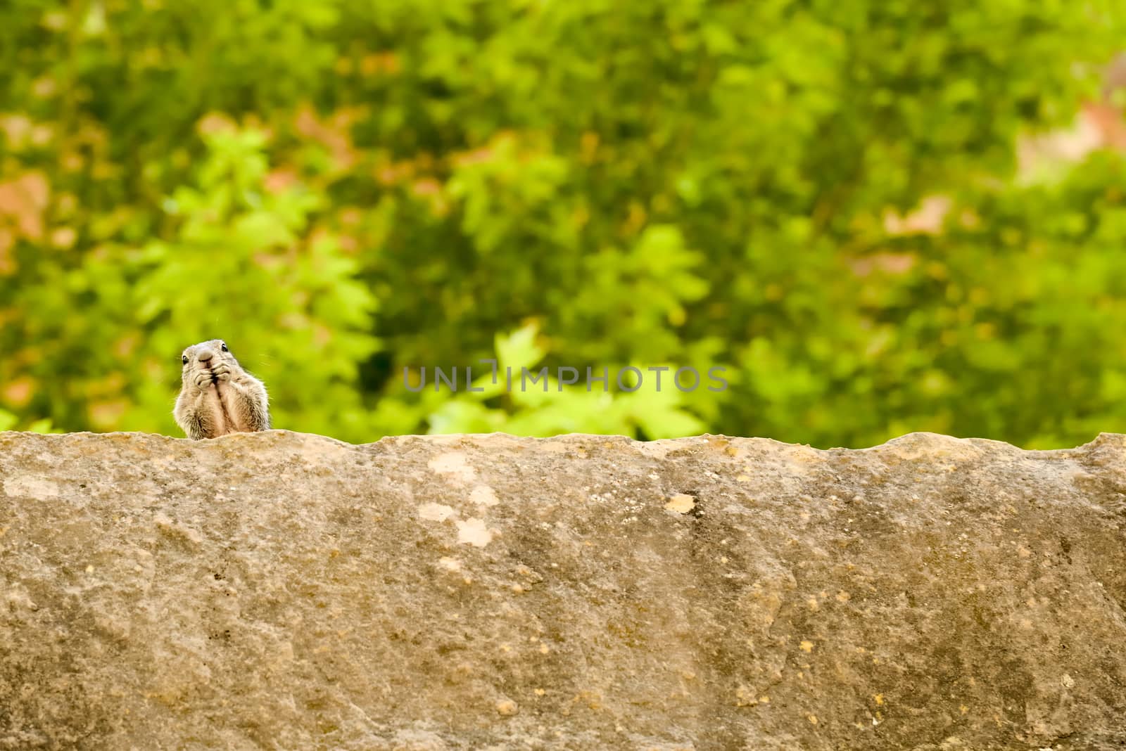 Close portrait of a cute "Uinta Ground Squirrel."