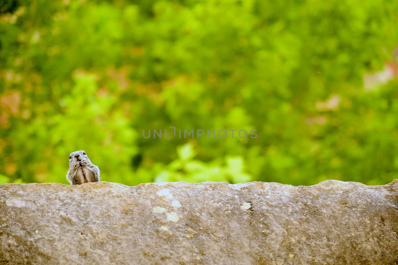 Close portrait of a cute "Uinta Ground Squirrel."