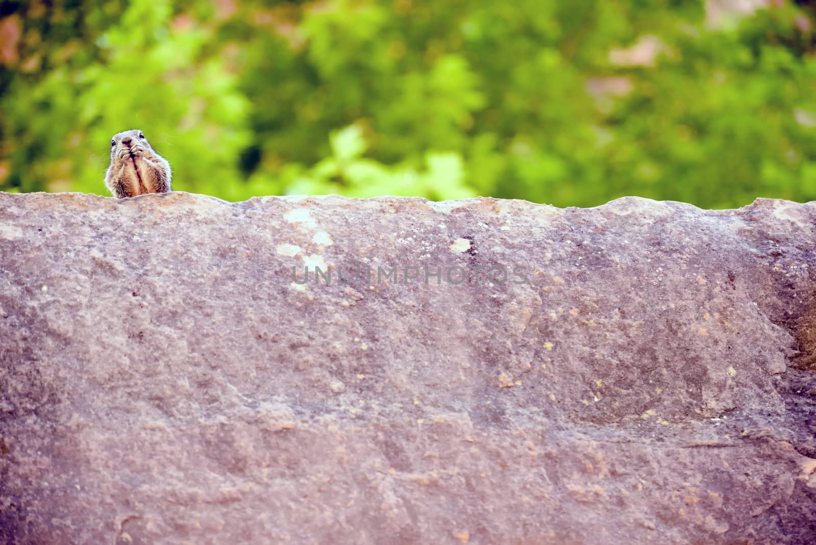 Close portrait of a cute "Uinta Ground Squirrel."