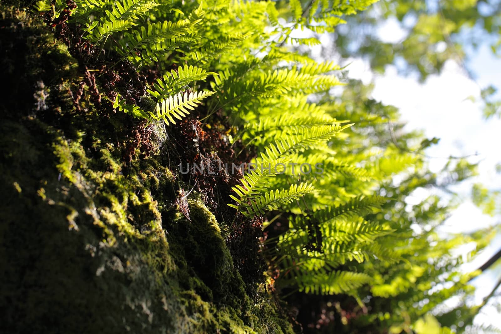 Deer fern leaves on a rock in a spruce forest.