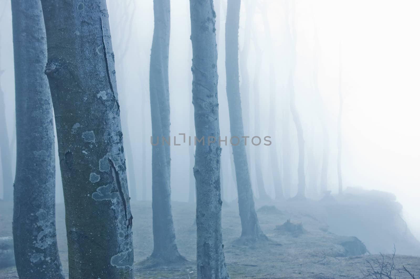 Nature. Fog in dark forest.