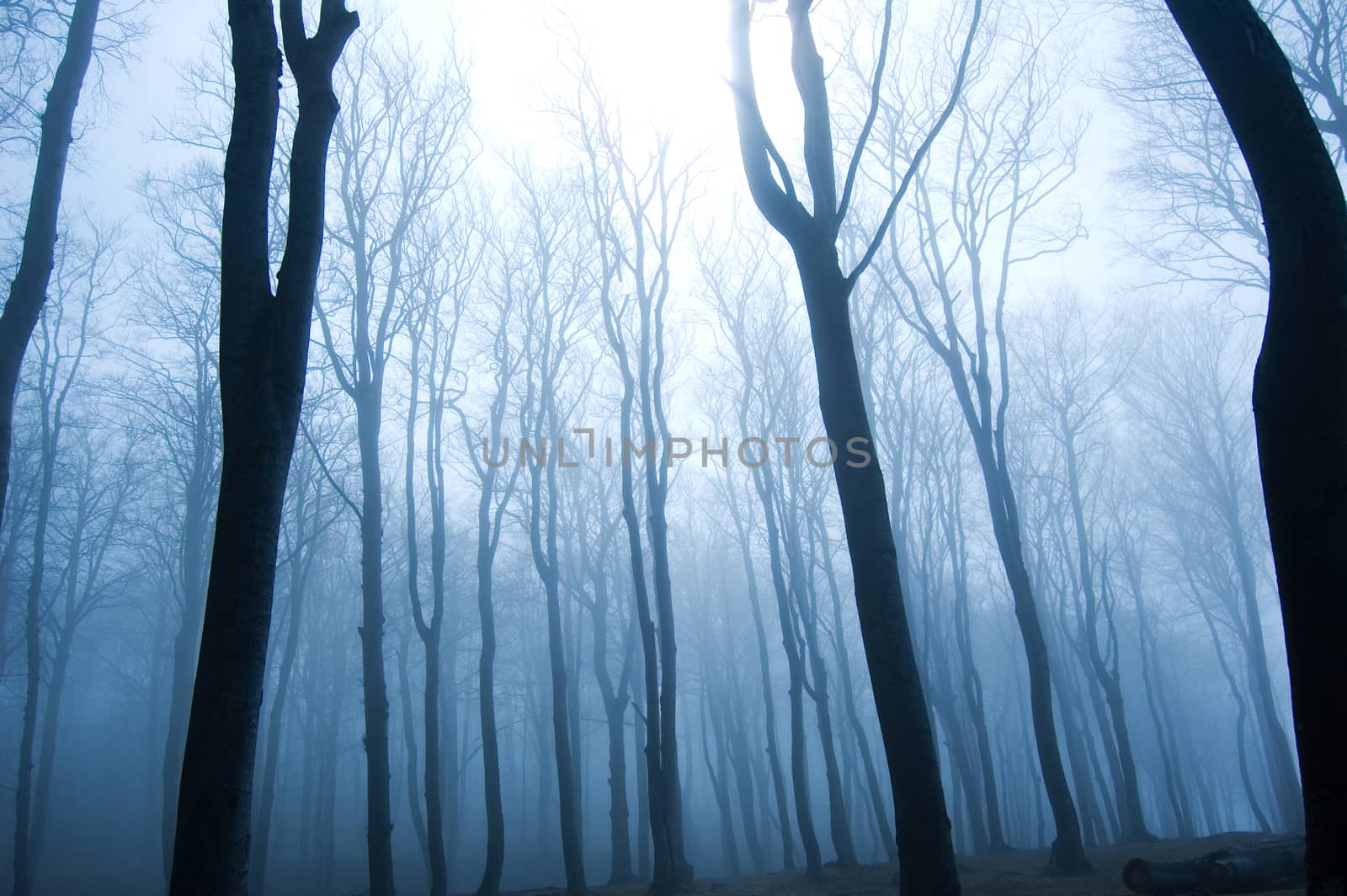 Nature. Fog in dark forest.