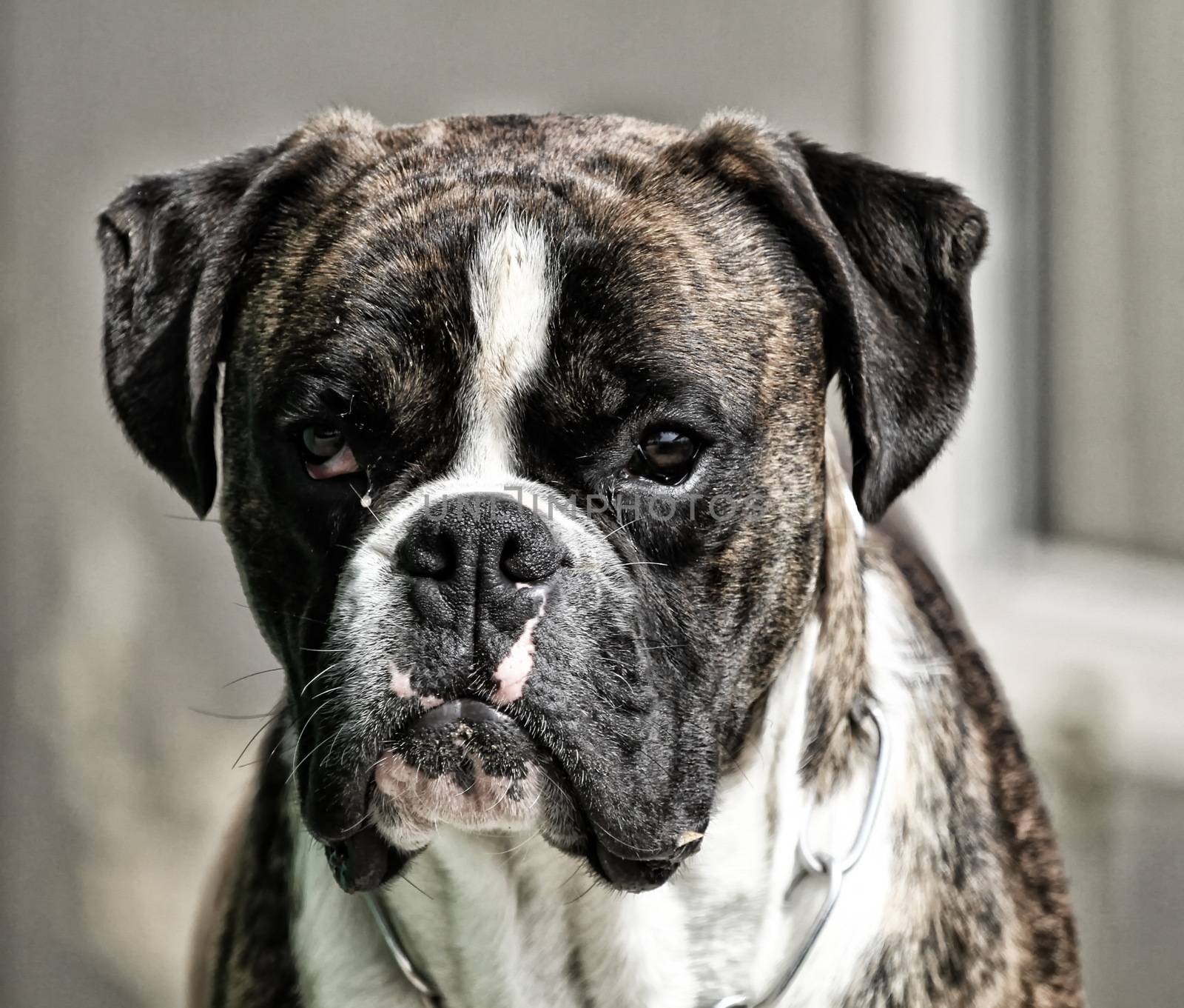 boxer dog white brown and black