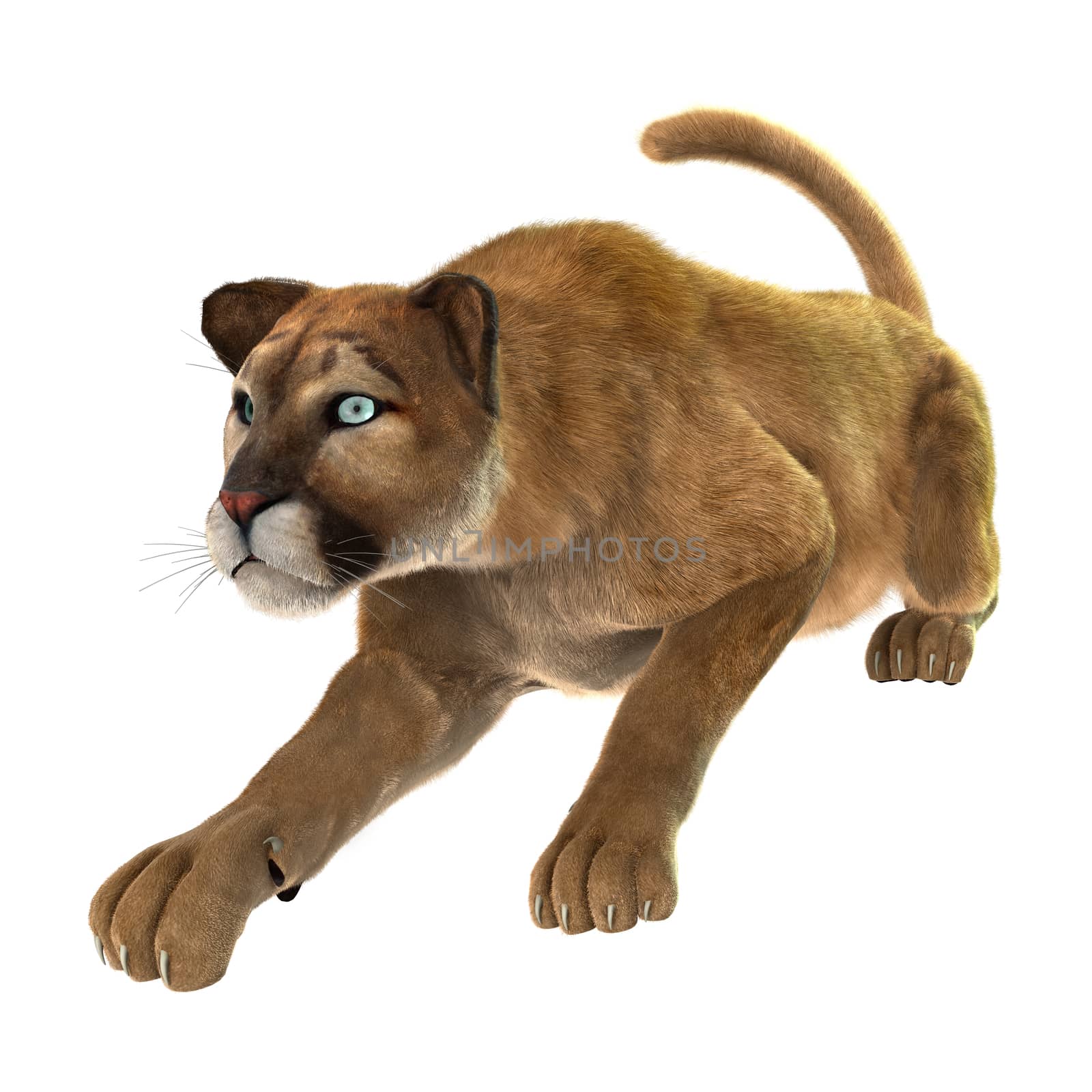 3D digital render of a big cat puma hunting isolated on white background