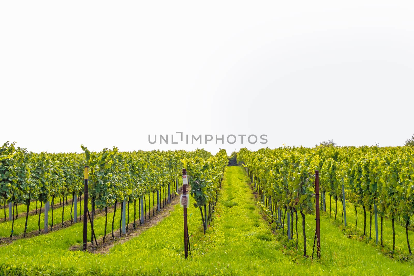 vineyard / grapevine isolated on white background