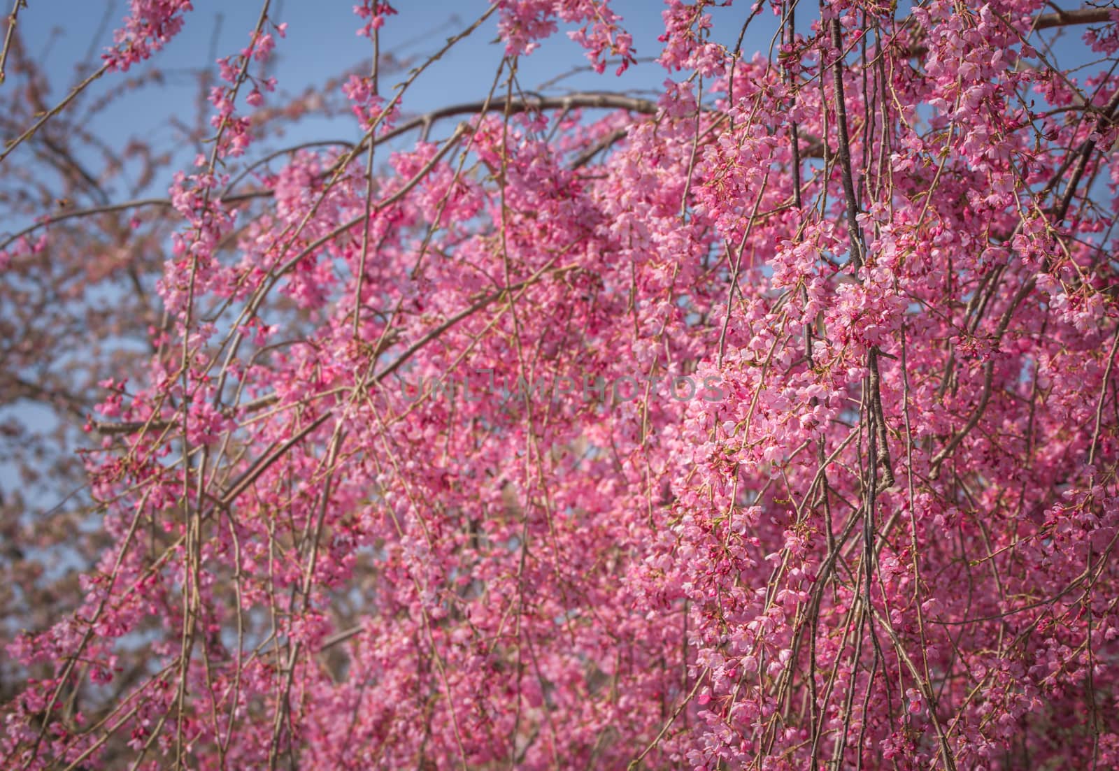 Pink spring blossoms by pixelnest