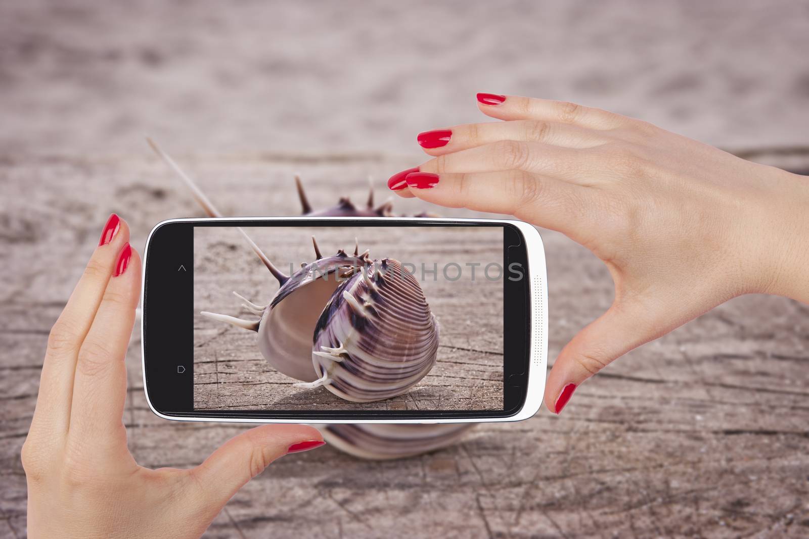 Big beautiful seashell snapshot on smartphone screen in female hands. Holiday, summer and travelling concept.