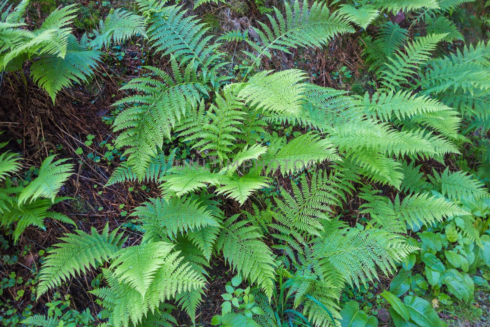 Ferns leaves green foliage tropical background.