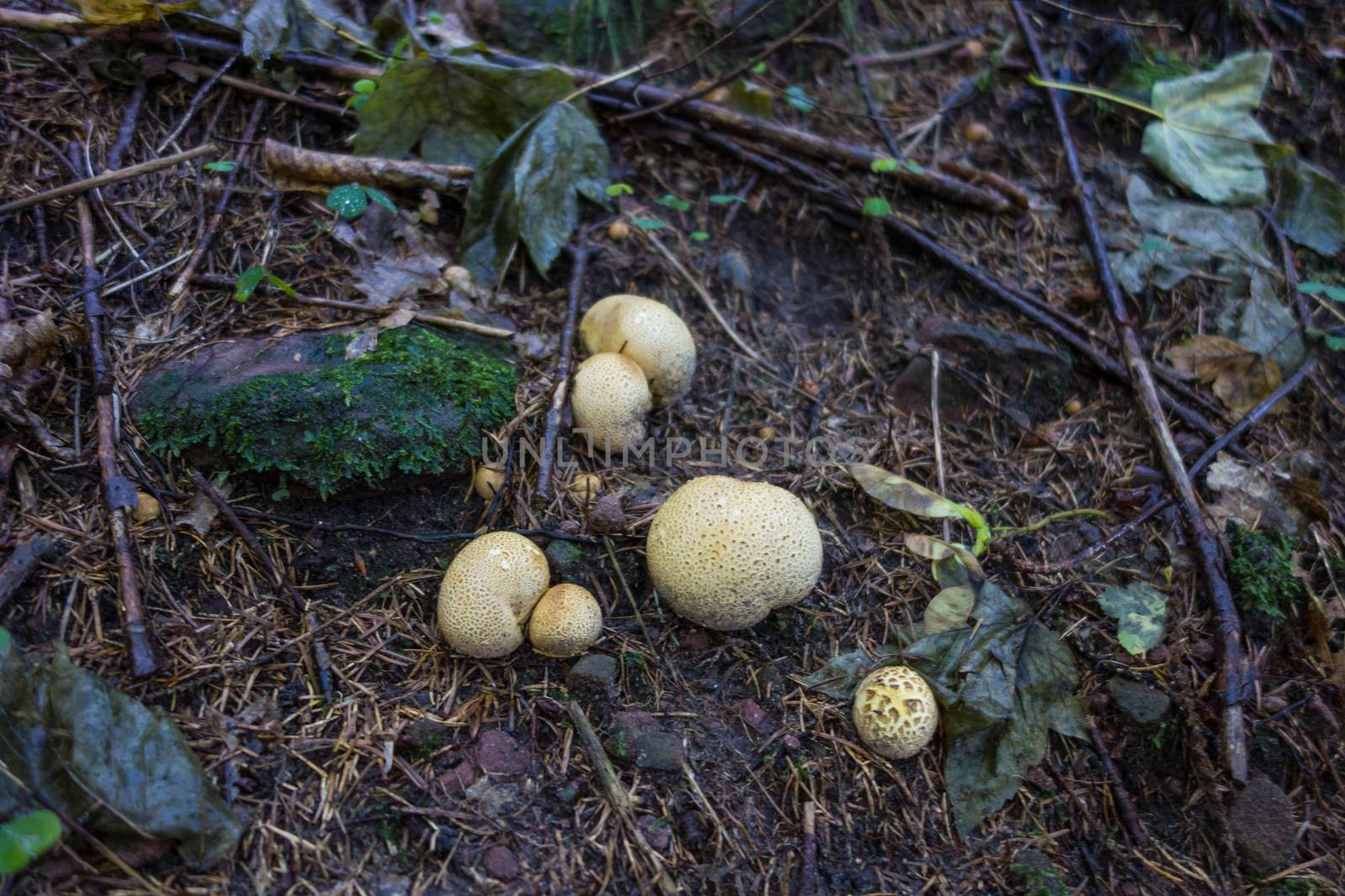 Mushrooms at the forest floor