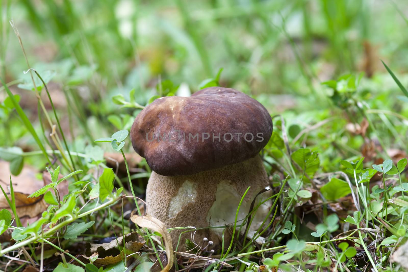 Detail of the edible mushroom - boletus