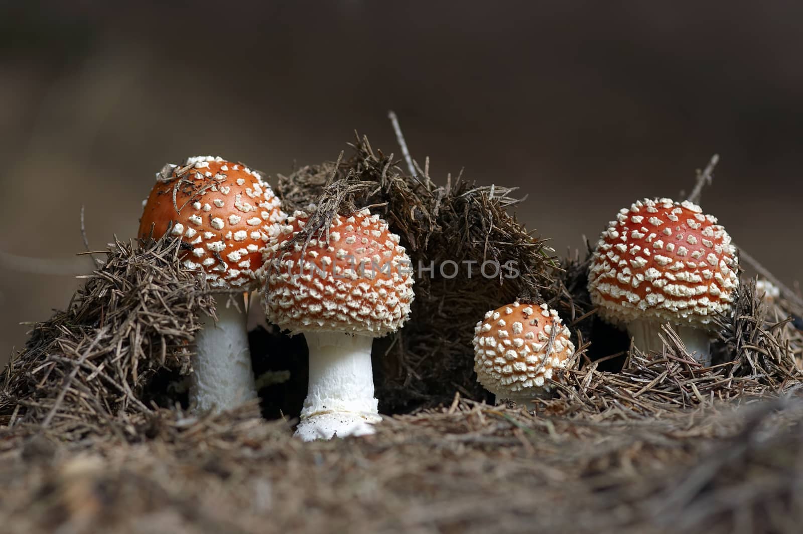 Detail of the growing red toadstool - Amanita muscaria