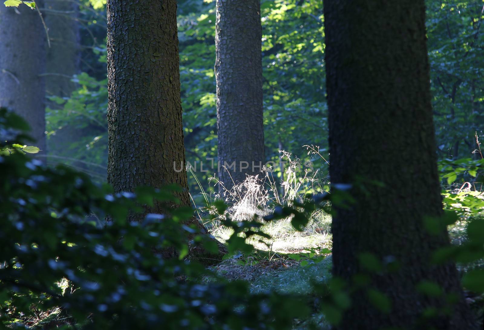 Abstract image of the quiet and peaceful place in the forest