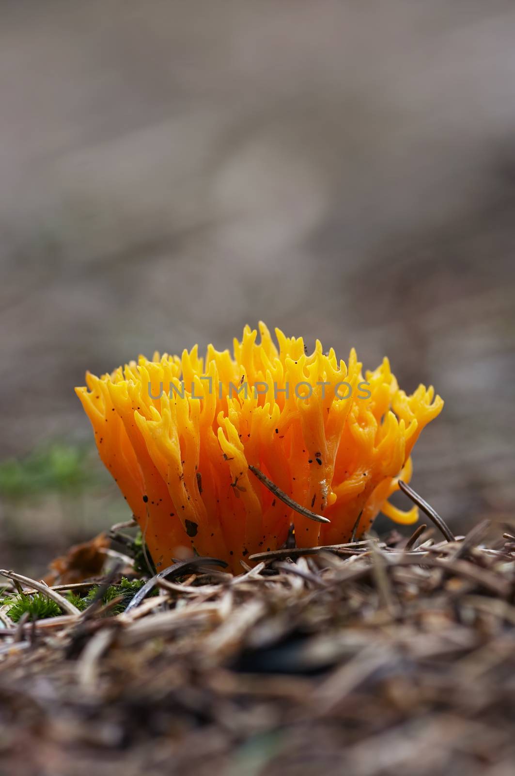 small coral mushroom by Mibuch