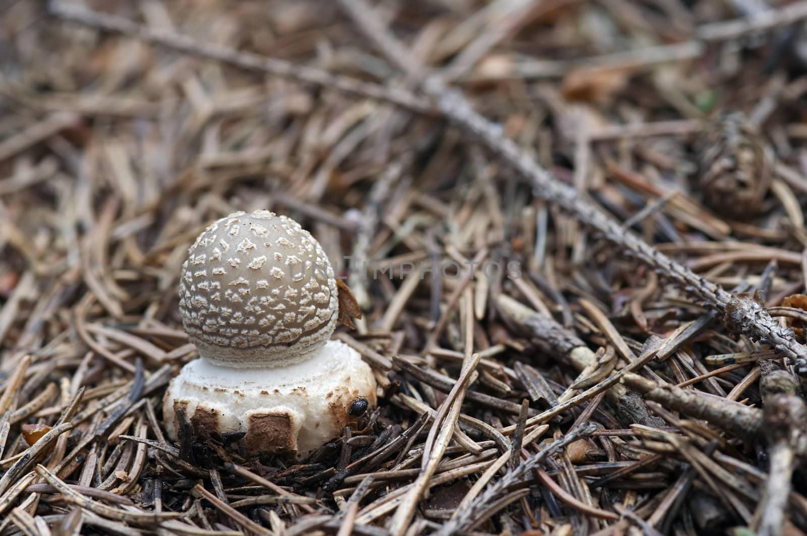 blusher - poisonous mushroom by Mibuch