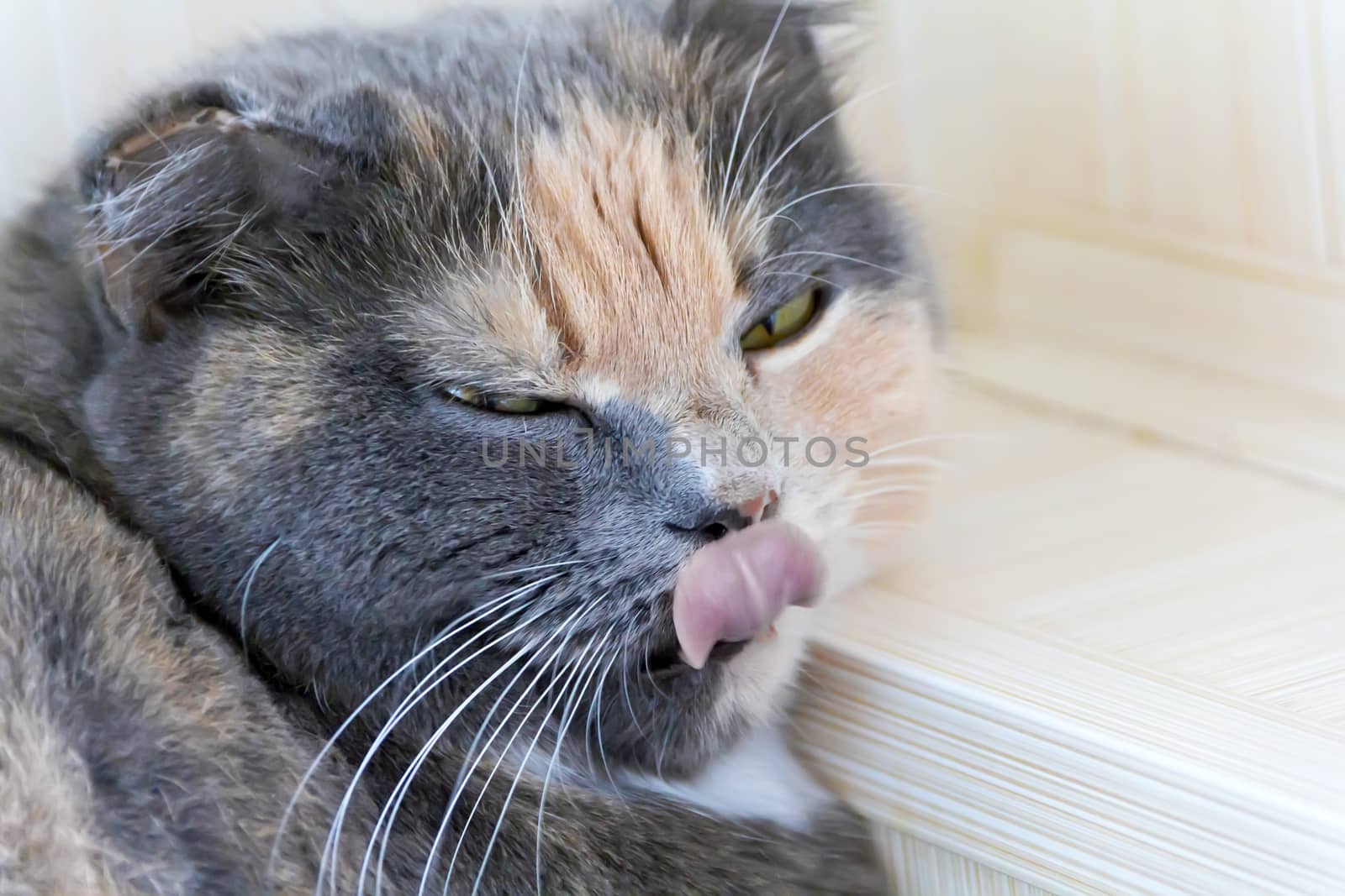 Photo of color cat with pink tongue