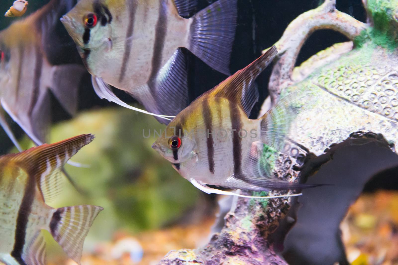 Photo of gray scalare on background of an amphora