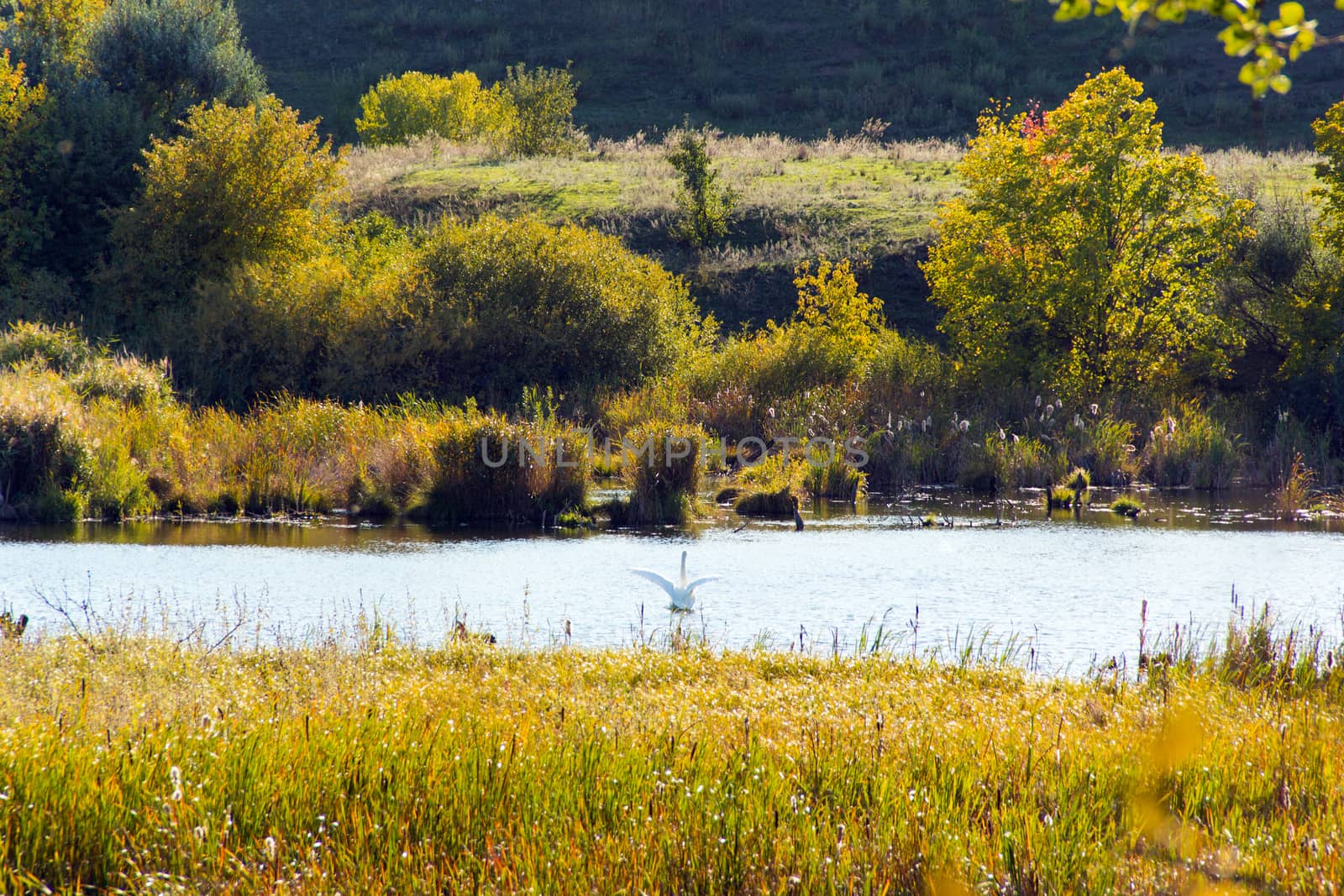 Photo of landscape with lonely white swan