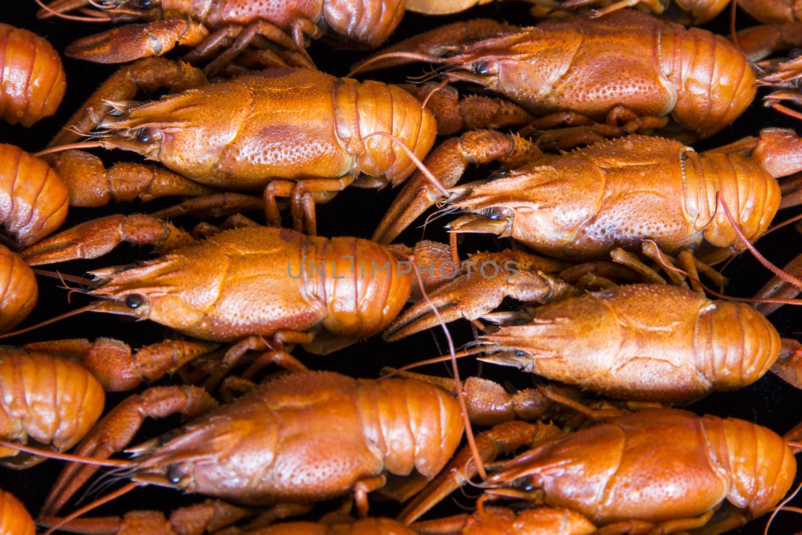 Photo of background with red boiled crawfishes