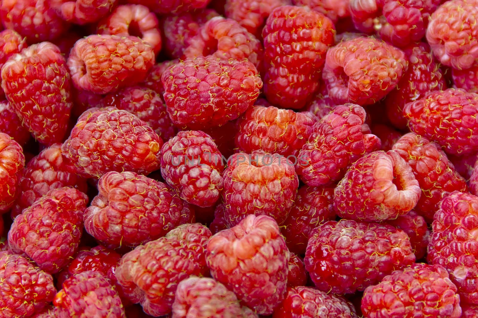 Photo of the background fresh red raspberry