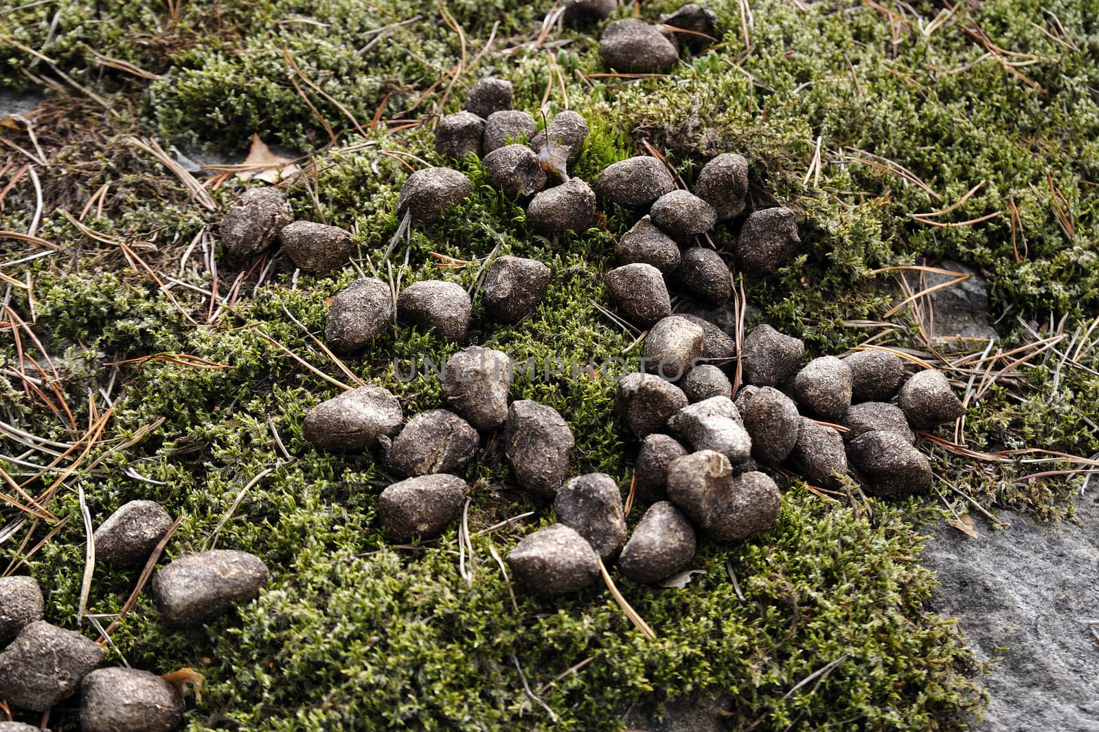 Whitetail deer droppings in the moss.