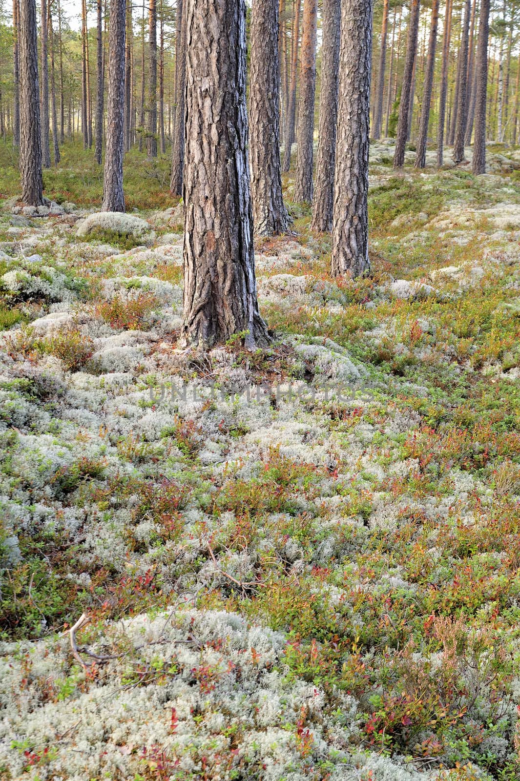 Old forest by a40757